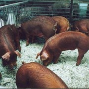 Свиньи породы Дюрок фото