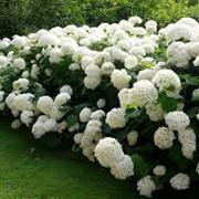 Гортензия Hydrangea paniculata Limelight PBR 80 – 100 фотография