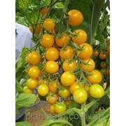 Семена томатов Голден стар F1 1000 шт. фото