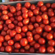 Сорта и гибриды помидора Наса