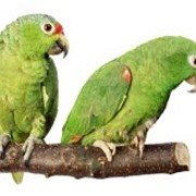 Комбикорма для животных фото