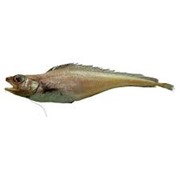 Свежемороженая рыба Лемонема
