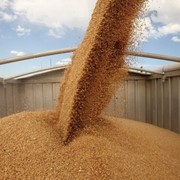 Пшеница на экспорт фотография
