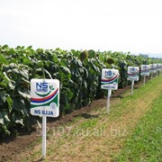 Гибриды подсолнечника, кукурузы, сорта сои NS SEME импортируем из Сербии.