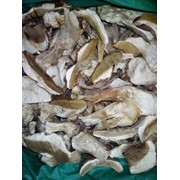 Сухі білі гриби фотография