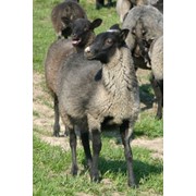 Продаем овец, овцематок,ярок,племенных баранов Романовской породы для развода с собственной фермы.Все консультации по разведению “РОМАНОВ“-БЕСПЛАТНО.Предлагаем элитную ягнятину,баранину тушками, живым весом и шерсть, шкуры фото