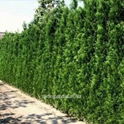 Туя Thuja occidentalis Brabant фото