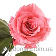 Долгосвежая роза Розовый Кварц в подарочной упаковке фотография