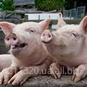 DSM премикс 4% для откорма свиней весом 10-30 кг фотография