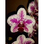 Орхидея Фаленпсис Пират фото