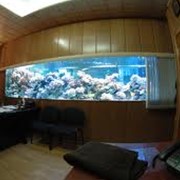 Интерьерные аквариумы фото