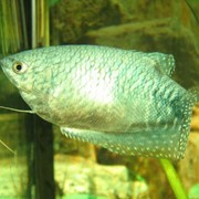 Рыбки аквариумные фото