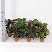 Калатея микс -- Calathea mixed