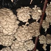 Выращивание грибов на экспорт и продажа мицелия вешенки фото