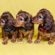 Щенки таксы кроличьей и миниатюрной длинношерстной, продаются! фото