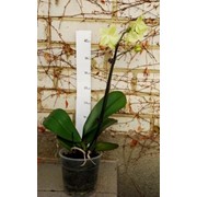 Цветы живые Phalaenopsis (Орхідея)13 фото