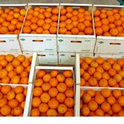Ящики из шпона для цитрусовых (хурмы, мандарин, апельсин) фото