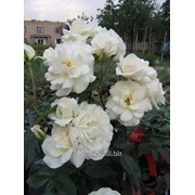 Роза Schneewittchen фото