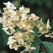 Гортензия метельчатая "Киушу" Hydrangea paniculata "Kyushu"