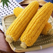Продам кукурузу сорта “Тулпар“ фото