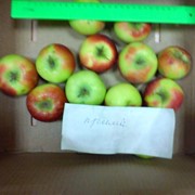 Яблоки оптом от 12р фото