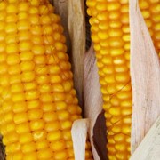 Семена кукурузы гибрида Амарок (ФАО 220)