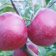 Саженцы яблонь Глостер фото
