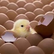 Реализация цыплят яичных пород: Борковская -Барвистая. Борки - колер.
