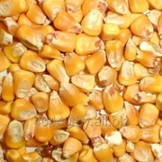 Зерно кукурузы фотография