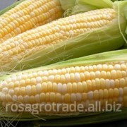 Семена кукурузы Бергксон фото