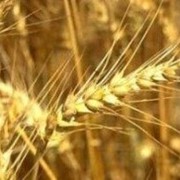 Семена озимой пшеницы Антоновка элита фото