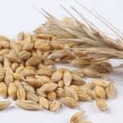 Пшениця озимая Фаворитка фотография