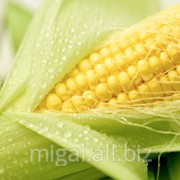 Зерновые продукты фото