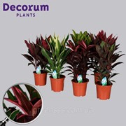 Кордилина микс -- Cordyline mixed фото