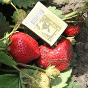 Рассада клубники, вегетативная, Москвичка фото