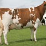 Коровы голштинской породы фото