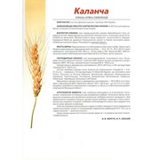 Семена озимой пшеницы, Каланча фото