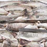 Рыба Пикша ПБГ свежемороженая фото