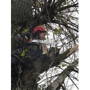 Обрезка и срезания аварийных деревьев фотография