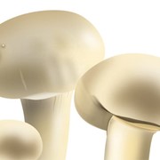 Оптом грибы