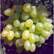 Черенки винограда Мон Блан, оптом фотография