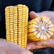 Гибрид кукурузы ДКС – 2960 фотография