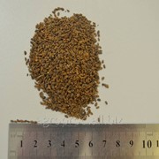 Семена фацелии Алина, 1 кг фото