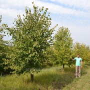 Липа мелколистная аллейное дерево Tilia cordata высота 125-140см