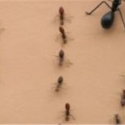 Дезинсекция. Уничтожение муравьев, вредных насекомых в квартире или доме. фото