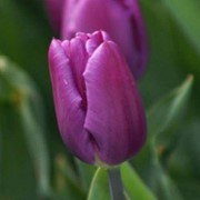 Тюльпаны на 8-е Марта (Purple Flag) фото