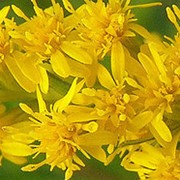 Золотарник гибридный (Solidago hybrida) фотография