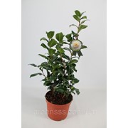 Камелия японская -- Camellia japonica фотография