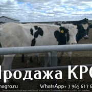 Транспортировка КРС