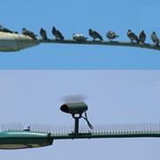 Антиприсадочные шипы от птиц фотография